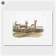 1-49_The-Viviparous-Quadrupeds_picture