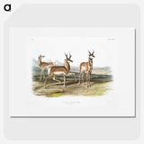 1-49_The-Viviparous-Quadrupeds_picture