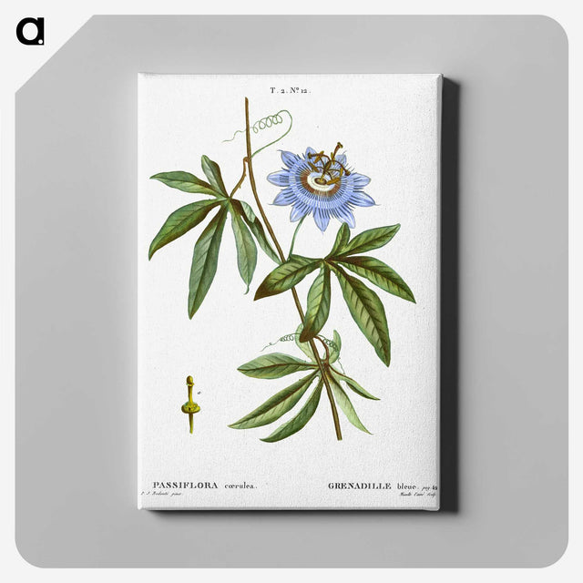 1-49_Treatise-on-Trees-and-Shrubs_canvas