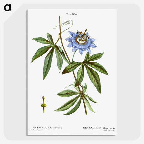 1-49_Treatise-on-Trees-and-Shrubs_picture-crop