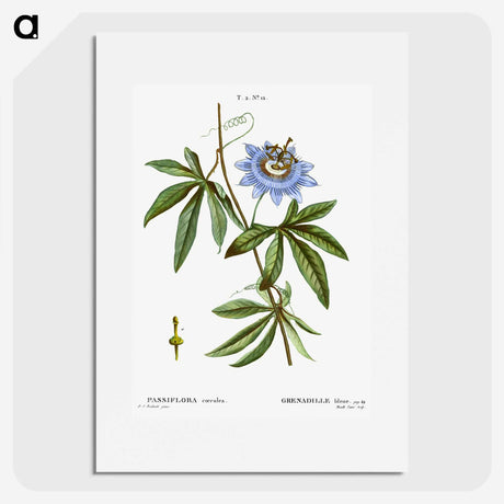 1-49_Treatise-on-Trees-and-Shrubs_picture
