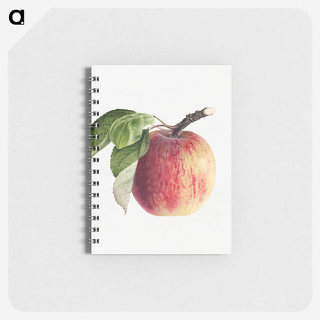 1-49_USDA-Watercolor-Fruit-Painting-Collection_memo