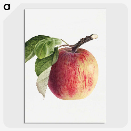 1-49_USDA-Watercolor-Fruit-Painting-Collection_picture-crop