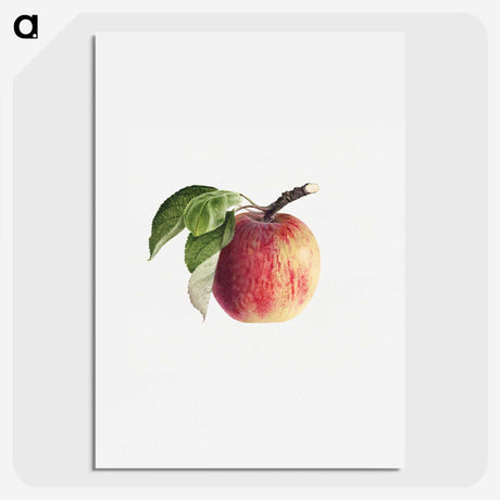 1-49_USDA-Watercolor-Fruit-Painting-Collection_picture