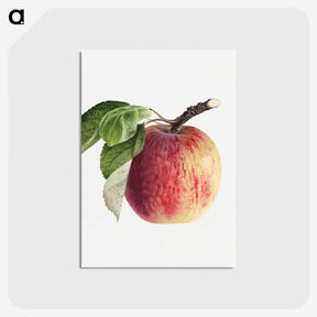 1-49_USDA-Watercolor-Fruit-Painting-Collection_postcard