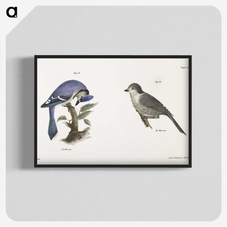 1-49_Zoology-of-New-York_blk-crop