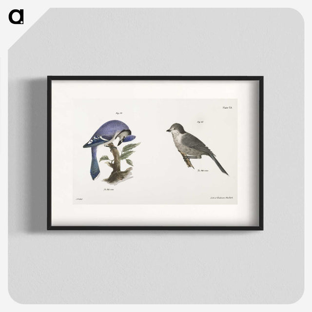 1-49_Zoology-of-New-York_blk