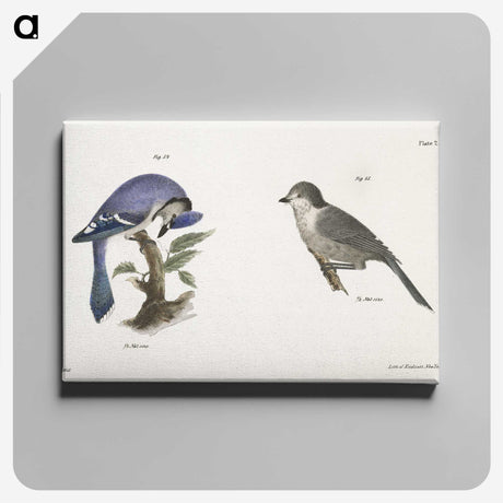 1-49_Zoology-of-New-York_canvas