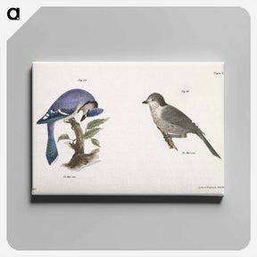 アートパネル-The Blue Jay (Garrulus cristatus)  The Canada Jay (Garrulus canadensis) - ニューヨークの動物学 Canvas.
