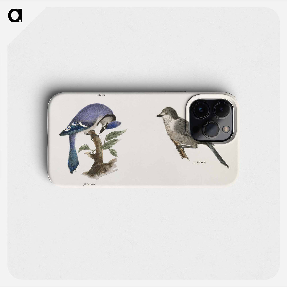 The Blue Jay (Garrulus cristatus)  The Canada Jay (Garrulus canadensis) - ニューヨークの動物学 Phone Case.