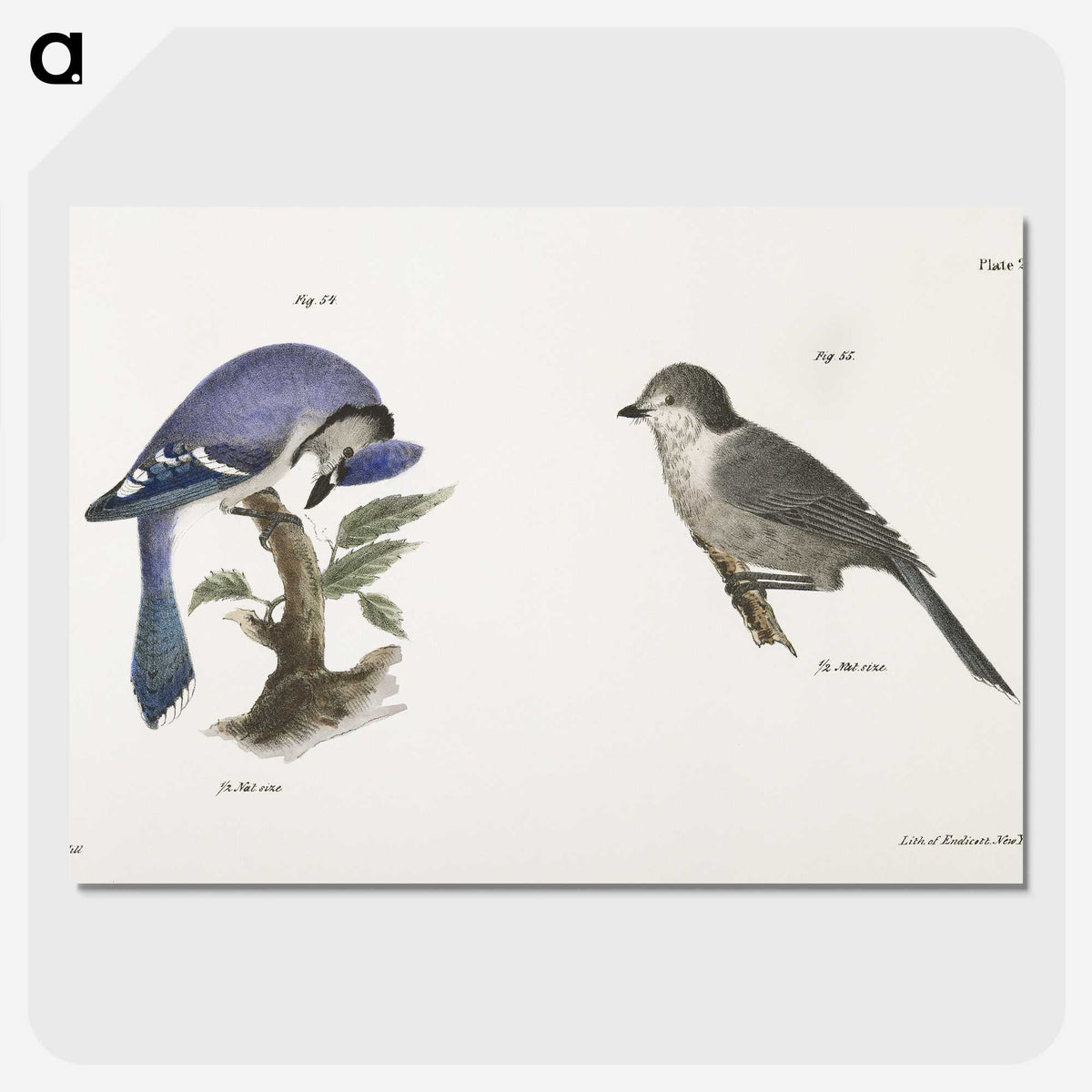 1-49_Zoology-of-New-York_picture-crop
