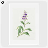 1-4_19th-Century-Japanese-Flowers_picture