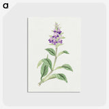 1-4_19th-Century-Japanese-Flowers_postcard