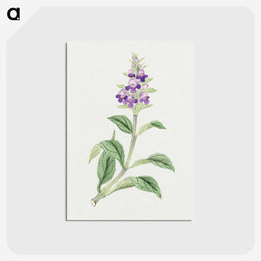 1-4_19th-Century-Japanese-Flowers_postcard