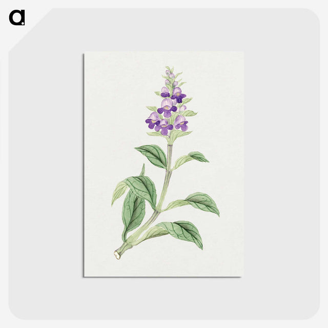 1-4_19th-Century-Japanese-Flowers_postcard