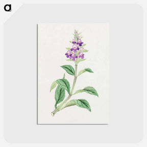 アートポストカード-Utsugo Gusa - 19世紀の日本の花 Postcard.