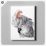 Cockatoo Head - アールト シューマン Canvas.