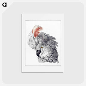 アートポストカード-Cockatoo Head - アールト シューマン Postcard.