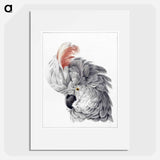Cockatoo Head - アールト シューマン Poster.