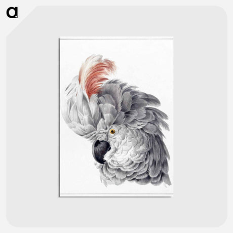 アートポストカード-Cockatoo Head - アールト シューマン Postcard.