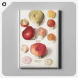 1-4_Anselmus-Boetius-de-Boodt_canvas