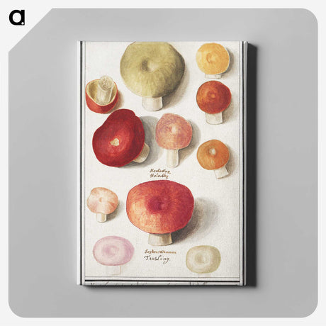 1-4_Anselmus-Boetius-de-Boodt_canvas