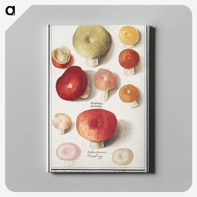 1-4_Anselmus-Boetius-de-Boodt_canvas