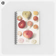 1-4_Anselmus-Boetius-de-Boodt_memo