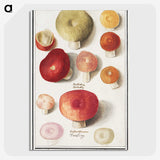 1-4_Anselmus-Boetius-de-Boodt_picture-crop