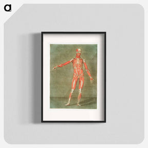 アートポスター-This fascinating collection of anatomical illustrations - アルノルド エロイ ゴーティエ ダゴティ Poster.