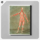 This fascinating collection of anatomical illustrations - アルノルド エロイ ゴーティエ ダゴティ Canvas.