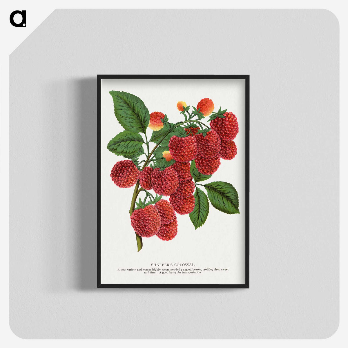 1-4_Botanical-Specimen-Plates_blk-crop