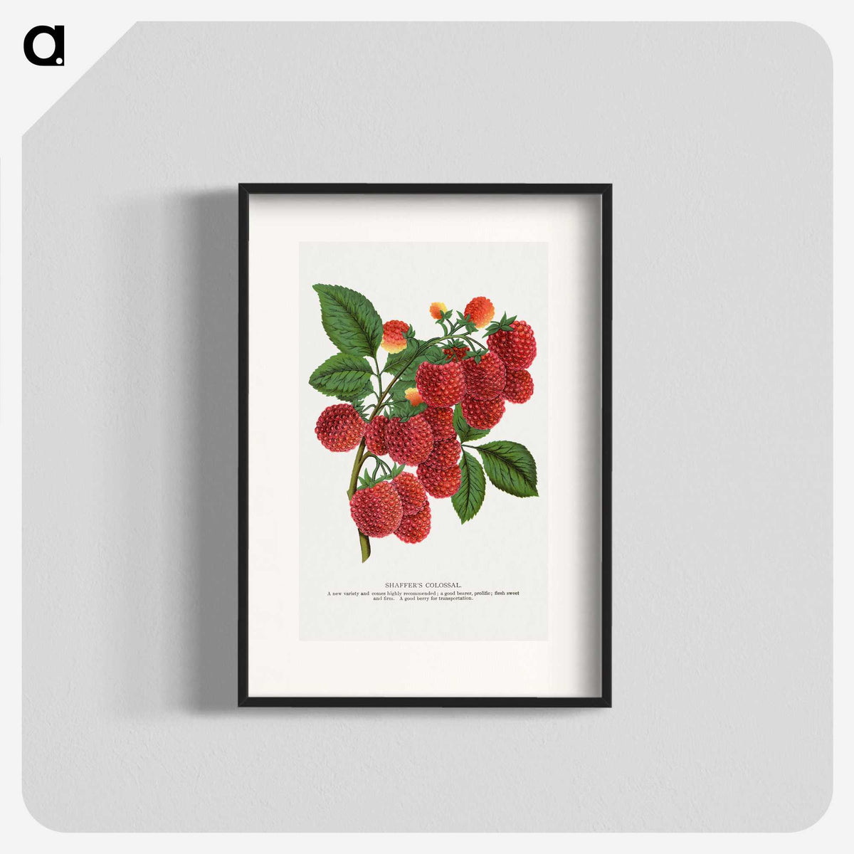 1-4_Botanical-Specimen-Plates_blk
