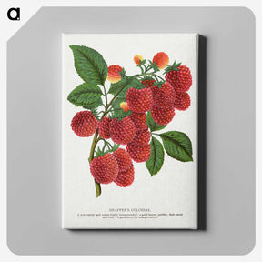 1-4_Botanical-Specimen-Plates_canvas