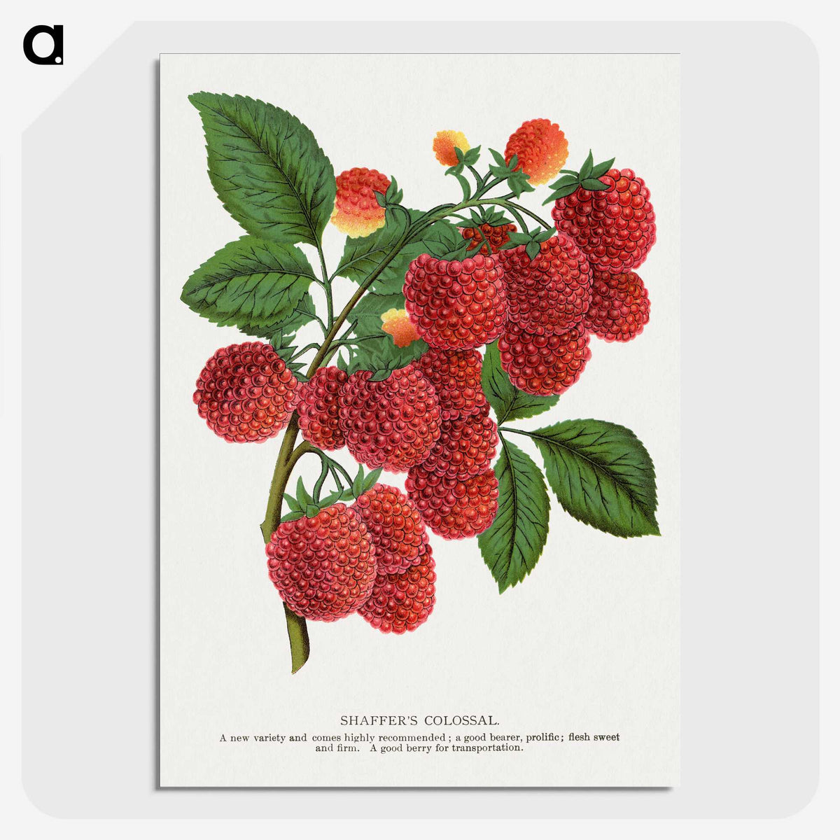 1-4_Botanical-Specimen-Plates_picture-crop