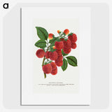 1-4_Botanical-Specimen-Plates_picture