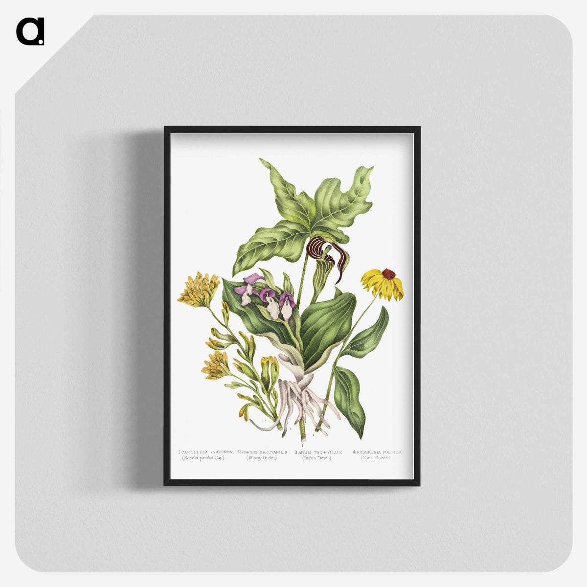 1-4_Canadian-Wild-Flowers_blk-crop
