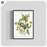 1-4_Canadian-Wild-Flowers_blk-crop