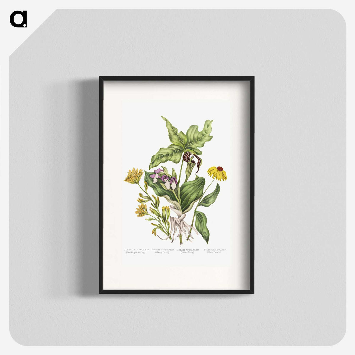 1-4_Canadian-Wild-Flowers_blk