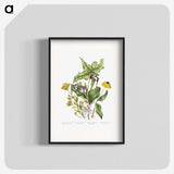 1-4_Canadian-Wild-Flowers_blk
