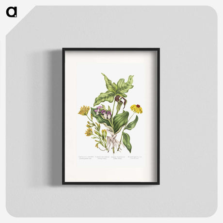 1-4_Canadian-Wild-Flowers_blk