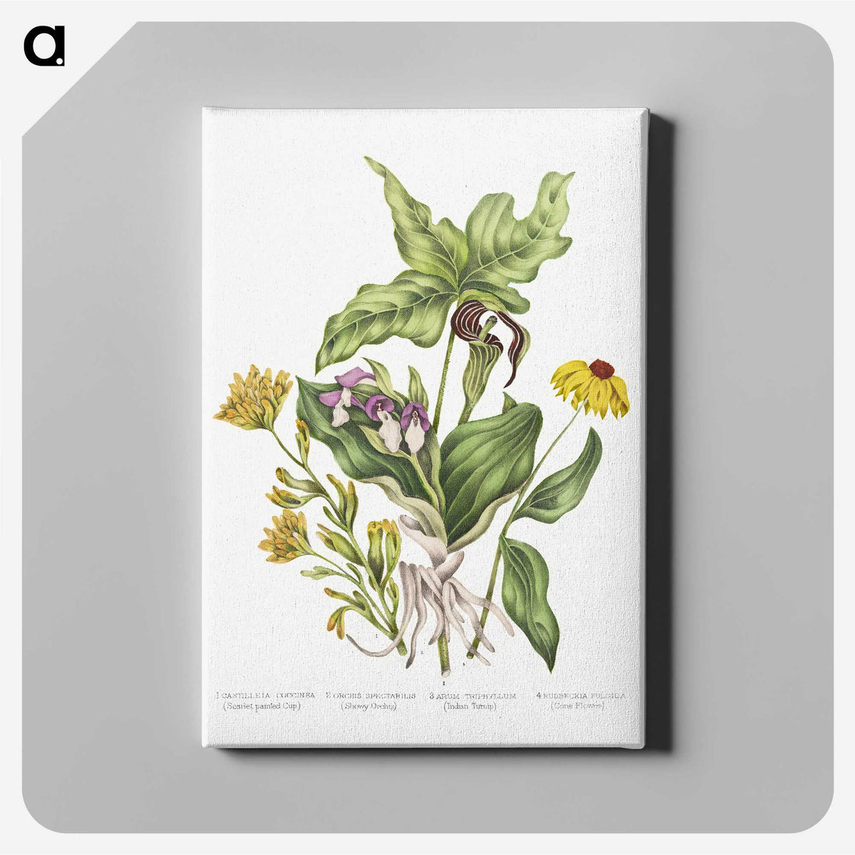 1-4_Canadian-Wild-Flowers_canvas