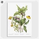 1-4_Canadian-Wild-Flowers_picture-crop