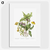 1-4_Canadian-Wild-Flowers_picture