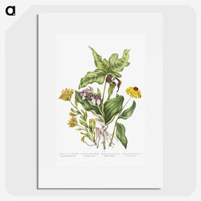 1-4_Canadian-Wild-Flowers_picture