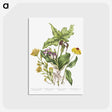 1-4_Canadian-Wild-Flowers_postcard