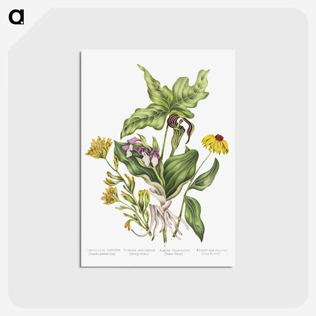 1-4_Canadian-Wild-Flowers_postcard