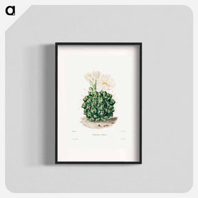 アートポスター-Black Chin Cactus
 - シャルル アントワーヌ ルメール Poster.