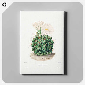 アートパネル-Black Chin Cactus
 - シャルル アントワーヌ ルメール Canvas.