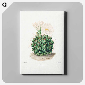 Black Chin Cactus
 - シャルル アントワーヌ ルメール Canvas.